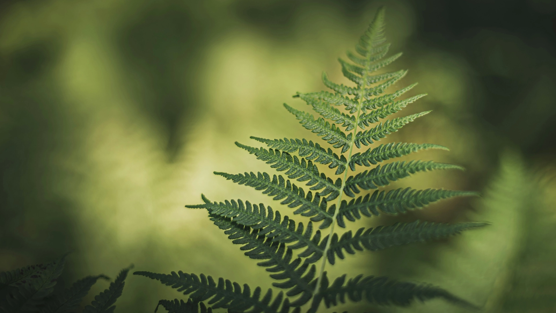 Photo de fougères, symbole de connexion avec la nature