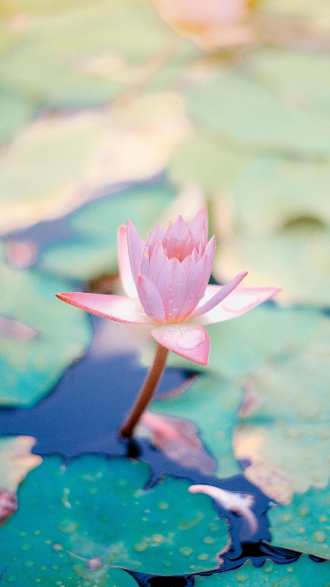 Photo de fleur de lotus dans l'eau